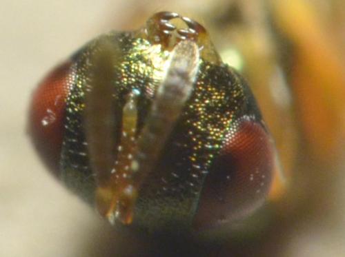 Mesopolobus sp.